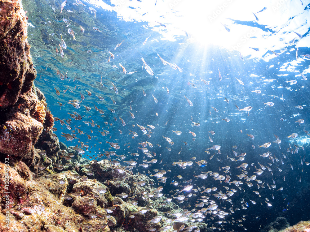 Fototapeta premium 逆光の 水中洞窟にいる、美しいミナミハタンポ（ハタンポ科）、クロホシイシモチ（テンジクダイ科）他の幼魚の群れ。 英名、学名：Black-Stripe Sweeper (Pempheris schwenkii), Spotnape cardinalfish (Ostorhinchus notatus), 静岡県伊豆半島賀茂郡南伊豆町中木ヒリゾ浜-2024年 