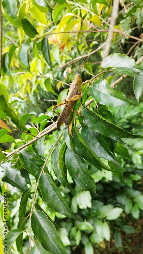 grasshopper in a leafs grasshopper in a leafs