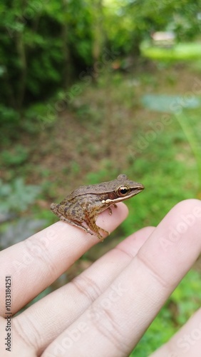 Foto tamed frog