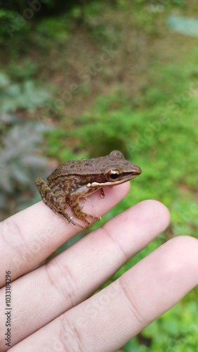Obraz na plátně tamed frog