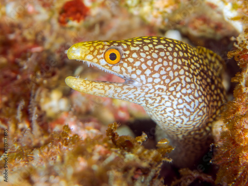 美しいワカウツボ（ウツボ科）の幼魚。 英名、学名：Abbott's moray eel (Gymnothorax meleagris) 静岡県伊豆半島賀茂郡南伊豆町中木ヒリゾ浜-2024年 