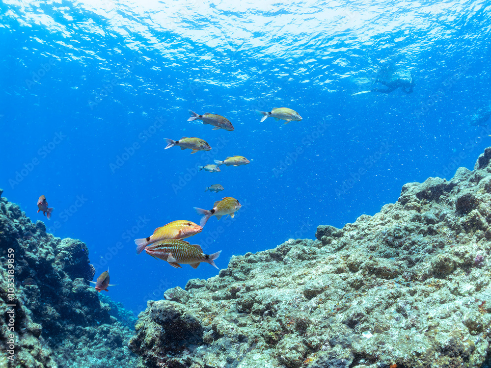 Fototapeta premium 逆光の美しいホウライヒメジ（ヒメジ科）の他群れと水面を泳ぐスキンダイバー。 英名、学名：Whitesaddle goatfish (Parupeneus ciliatus) 美しいキビナゴ（ニシン科）他の大群。 英名、学名：Silver-Stripe Round Herrings (Spratelloides gracilis) 静岡県伊豆半島賀茂郡南伊豆町中木ヒリゾ浜-2024年 