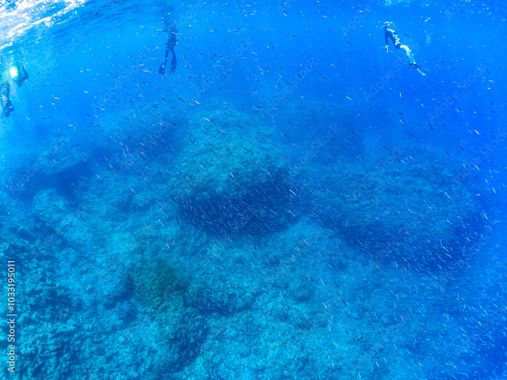 Fototapeta premium 逆光の美しいホウライヒメジ(ヒメジ科)の他群れと水面を泳ぐスキンダイバー。 英名、学名:Whitesaddle goatfish (Parupeneus ciliatus) 美しいキビナゴ(ニシン科)他の大群。 英名、学名:Silver-Stripe Round Herrings (Spratelloides gracilis) 静岡県伊豆半島賀茂郡南伊豆町中木ヒリゾ浜-2024年