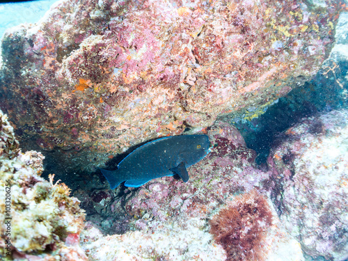 大きく美しいアオブダイ（ブダイ科）。 英名、学名：Knobsnout Parrotfish (Scarus ovifrons) 静岡県伊豆半島賀茂郡南伊豆町中木ヒリゾ浜-2024年 死んだサンゴについた海藻が好物で、サンゴごとばりばりと食べる。 砕かれたサンゴは排泄物として噴出される。写真に写っている白い煙上のものがそう。 これがサンゴ礁の美しい白砂のビーチを構成するメイン物質である。 