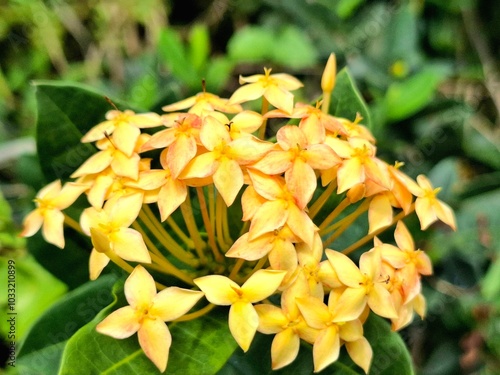 Ashoka flower with four petals