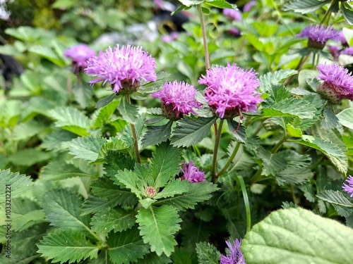 pink flowers with green leaves