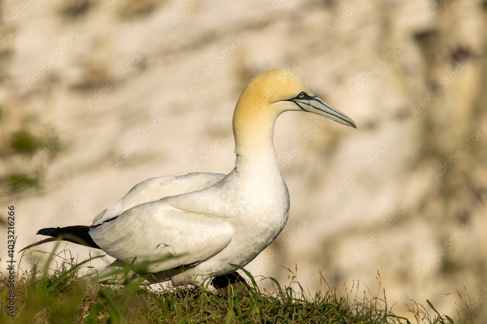 Northern Gannet on breeding rocks of Bempton cliffs, UK Northern Gannet on breeding rocks of Bempton cliffs, UK