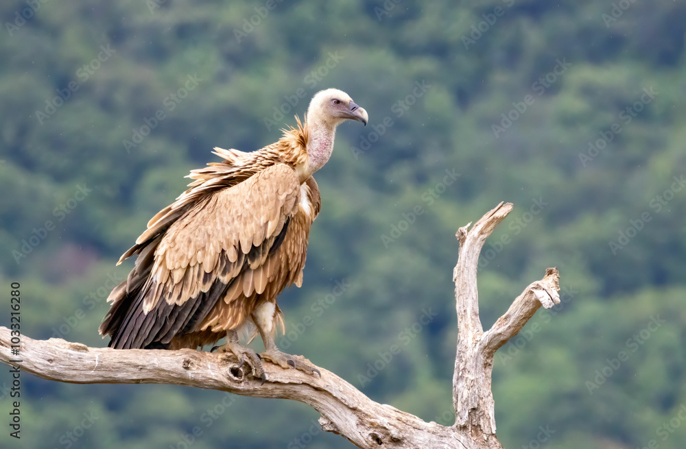 Griffon Vulture (Gyps fulvus) on feeding station Griffon Vulture (Gyps fulvus) on feeding station
