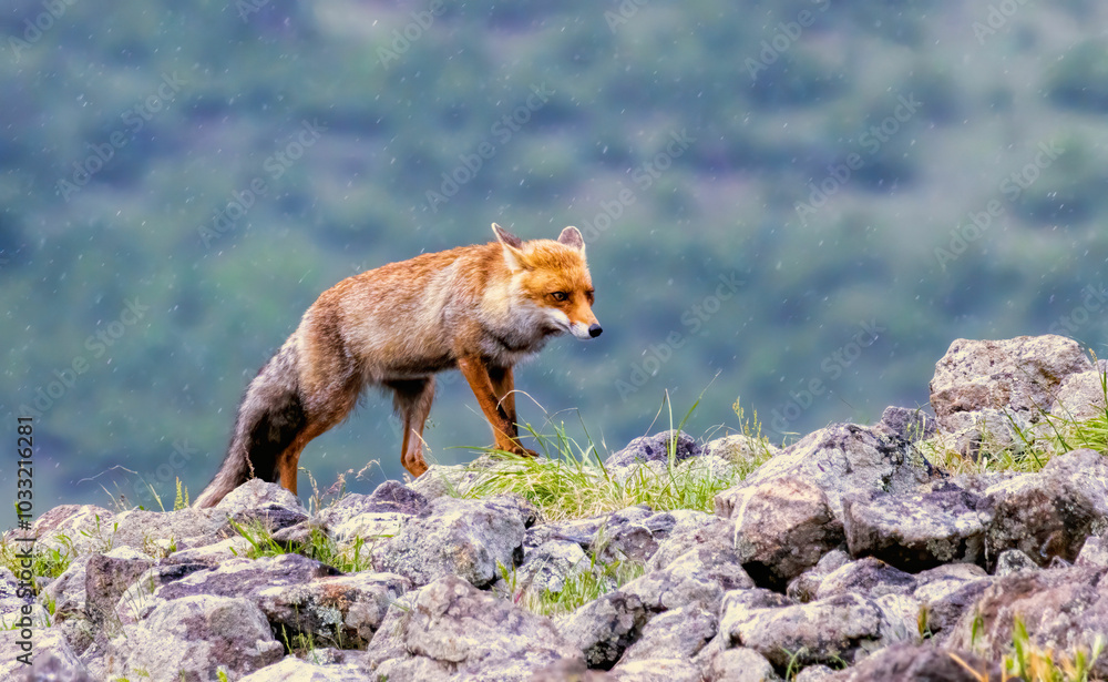 Red fox portrait photography Red fox portrait photography
