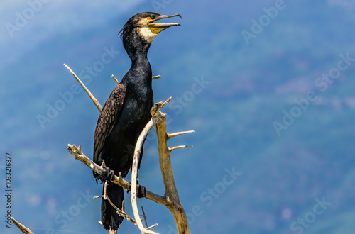 Great Cormorant (Phalacrocorax carbo) in natural habitat