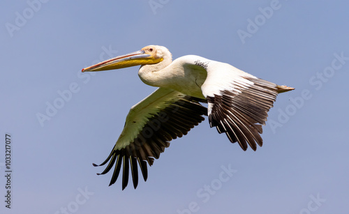 White Pelican of Kerkini Lake