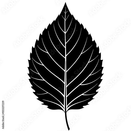 leaf isolated on white