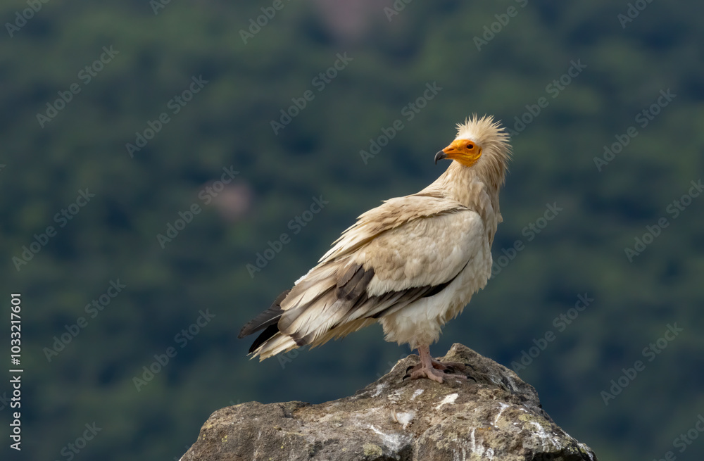Egyptian vulture in natural habitat in Bulgaria Egyptian vulture in natural habitat in Bulgaria