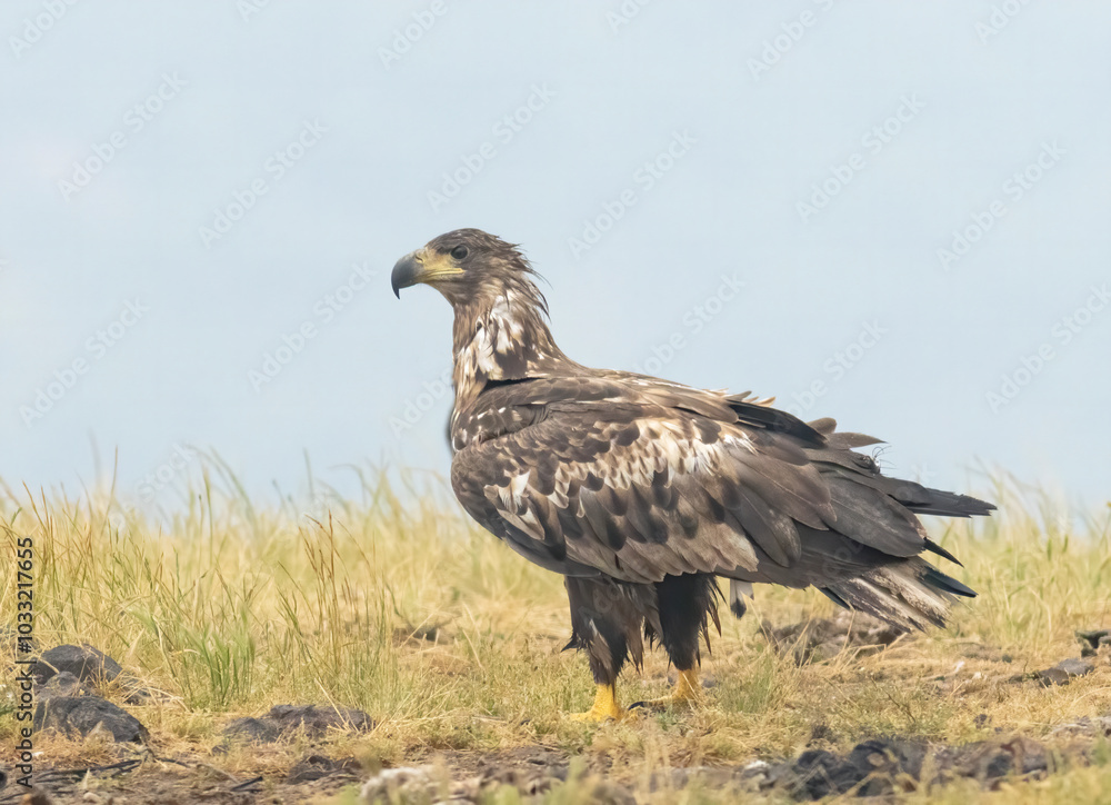 White-tailed Sea eagle sitting on feeding station White-tailed Sea eagle sitting on feeding station