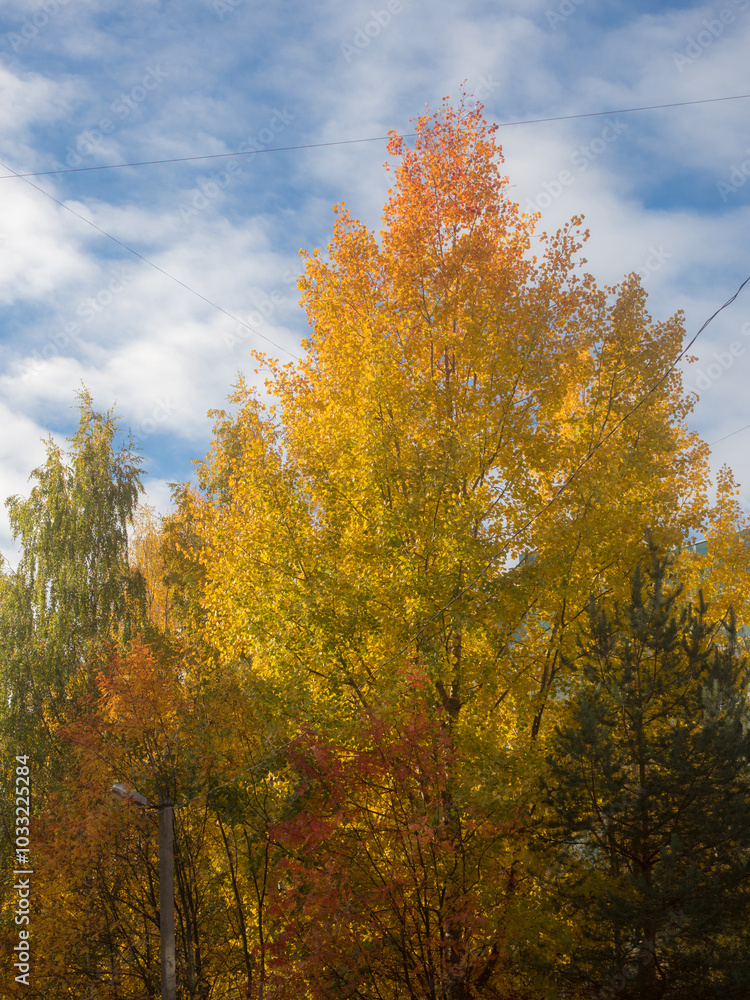 trees with autumn foliage trees with autumn foliage