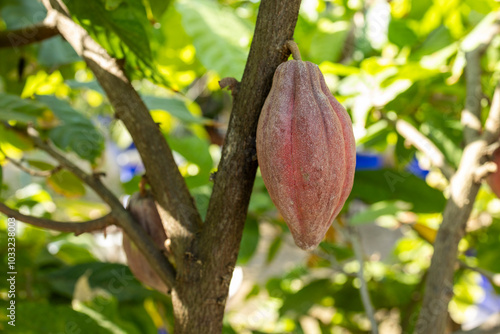 Cacao Tree (Theobroma cacao). Organic cocoa fruit pods in nature. photo