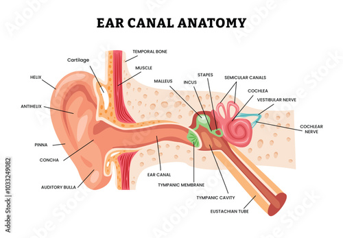 Ear canal anatomy infographic poster design for education, Ears inner structure, organ of hearing vector illustration, human auditory system inner organ hear structure stapes vestibular auditory nerve