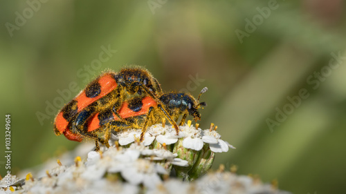 Trichodes apiarius