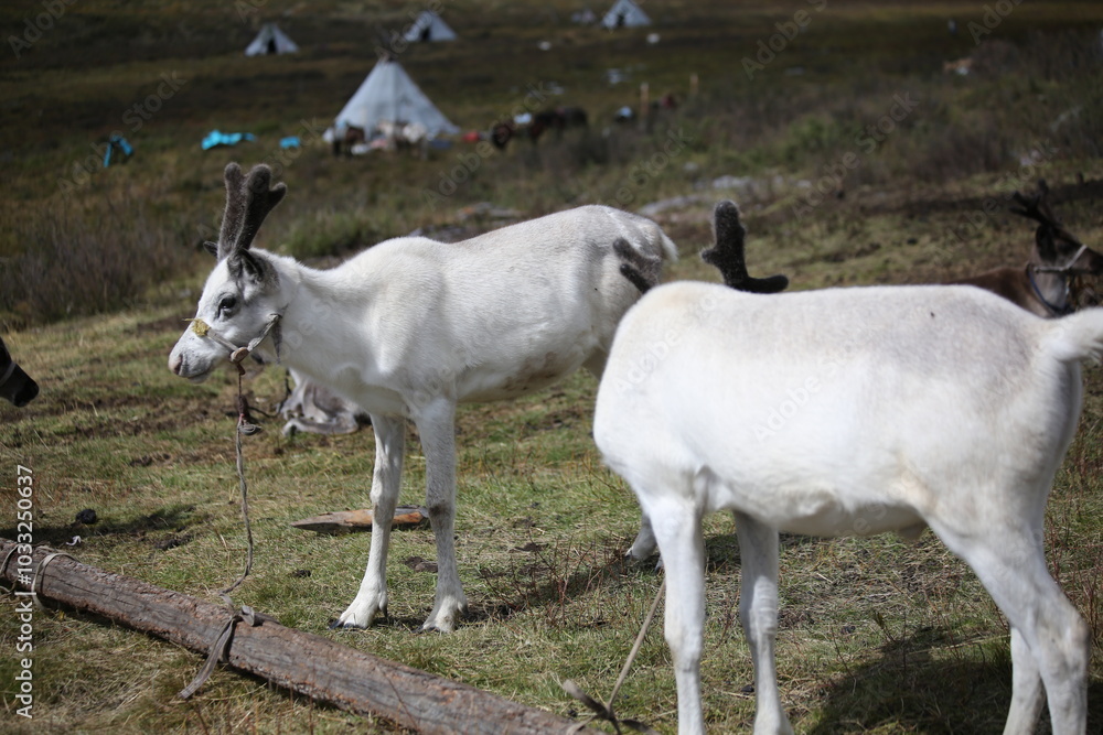Obraz premium deer, reindeer, fawn, grand deer, antler, asia, russia, new year, christmas, tent wildlife, mongolia