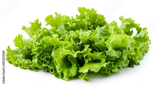 salad plant on white background. 