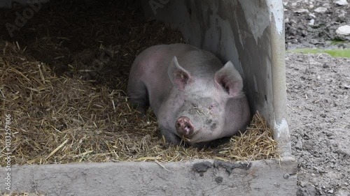 Cochon dans sa bauge photo