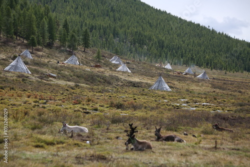 deer, reindeer, fawn, grand deer, antler, asia, russia, new year, christmas, tent wildlife, mongolia photo