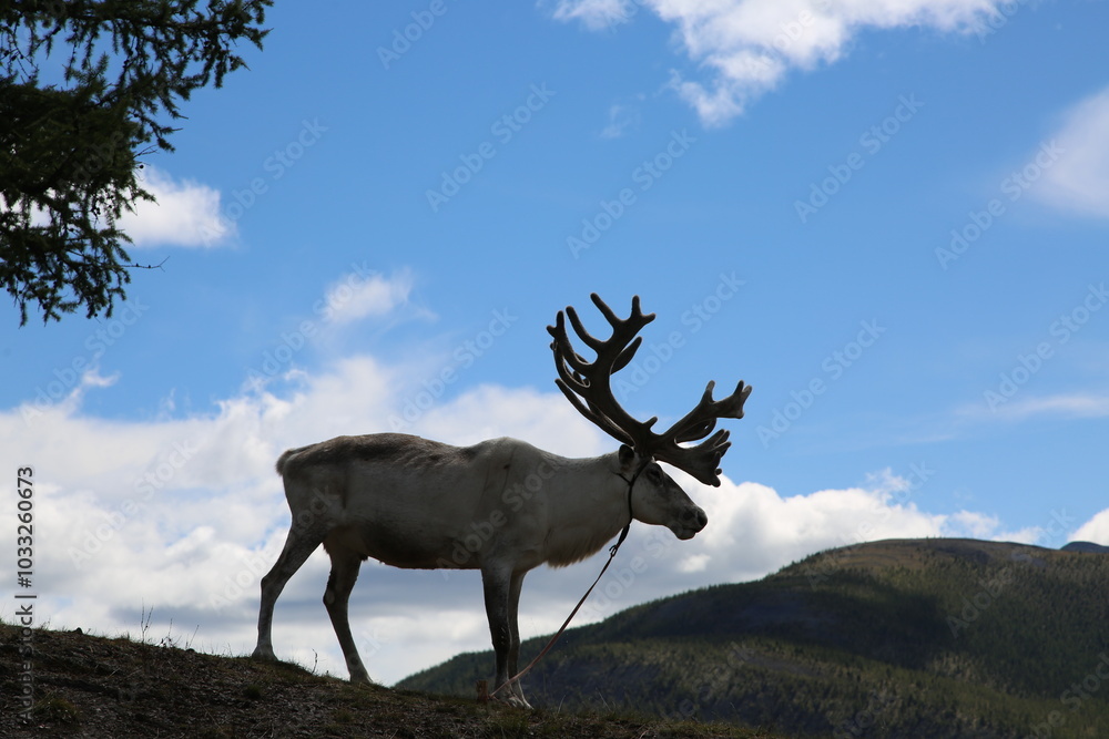 Fototapeta premium deer, reindeer, fawn, grand deer, horn, asia, russia, new year, christmas,