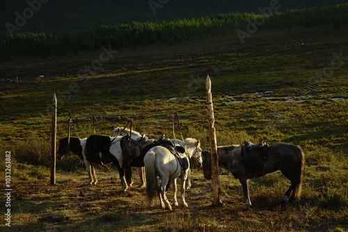 asia, wild nature, camping, horses, outdoor, landscape, mongolia, tent,