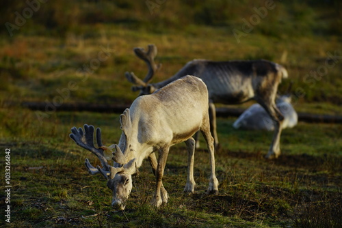 deer, reindeer, fawn, grand deer, horn, asia, russia, new year, christmas,