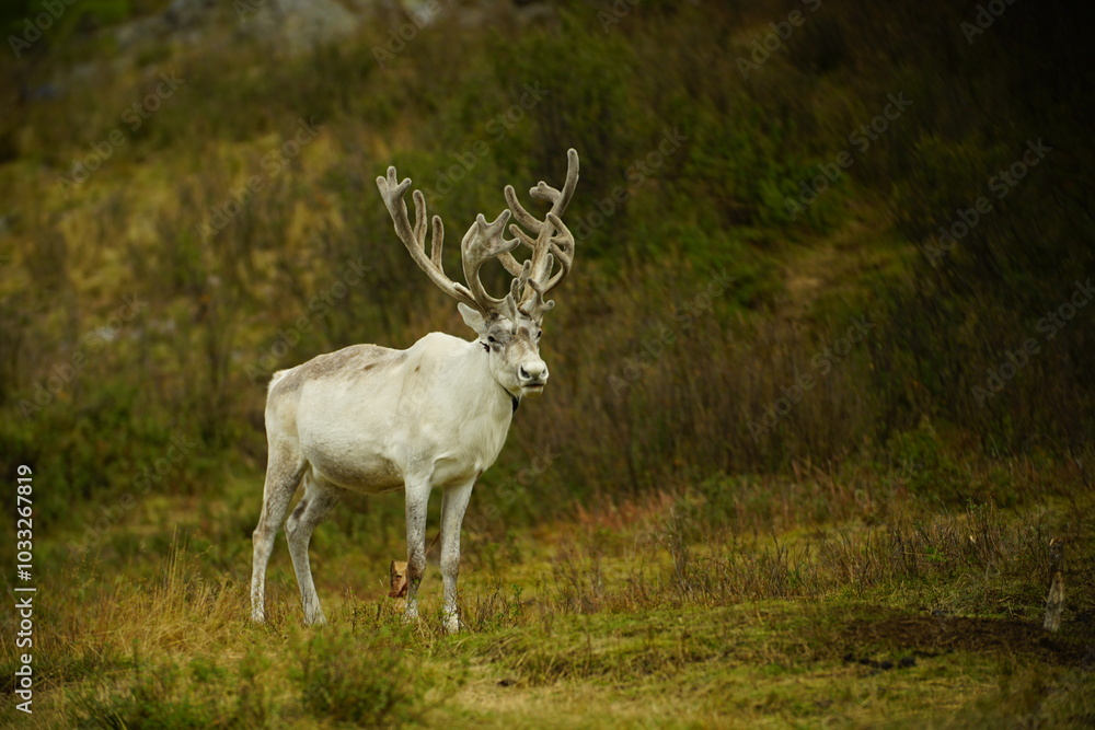 Naklejka premium deer, reindeer, fawn, grand deer, horn, asia, russia, new year, christmas,