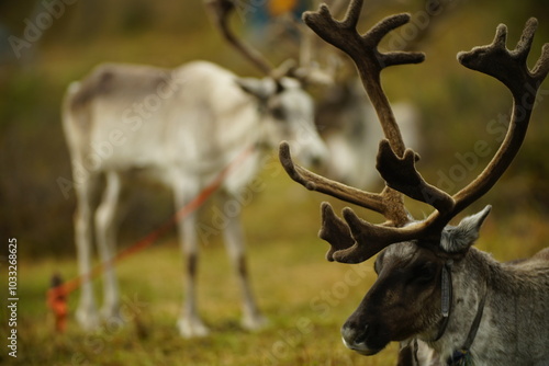 deer, reindeer, fawn, grand deer, horn, asia, russia, new year, christmas,