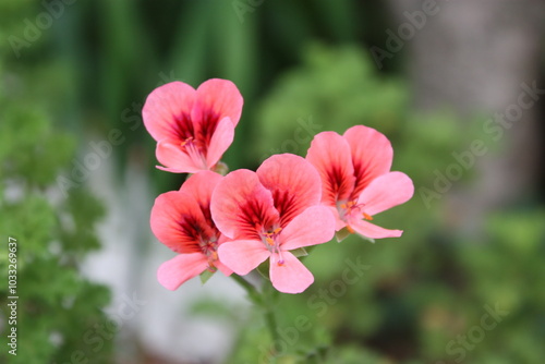 flower pink flower nature beauty in nature beautiful