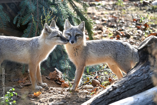 Pair of curious foxes in a forest setting