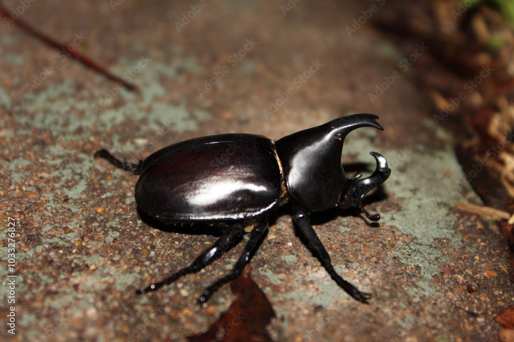 Photograph of an Australian Rhinoceros Beetle (Xylotrupes australicus), photo taken in South East Queensland, Australia Photograph of an Australian Rhinoceros Beetle (Xylotrupes australicus), photo taken in South East Queensland, Australia