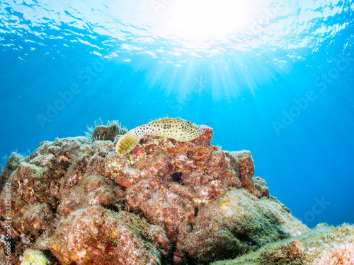 美しいソウシハギ（カワハギ科）他。逆光の中。

英名、学名：Scrawled filefish, Aluterus scriptus
静岡県伊豆半島賀茂郡南伊豆町中木ヒリゾ浜-2024年
 photo