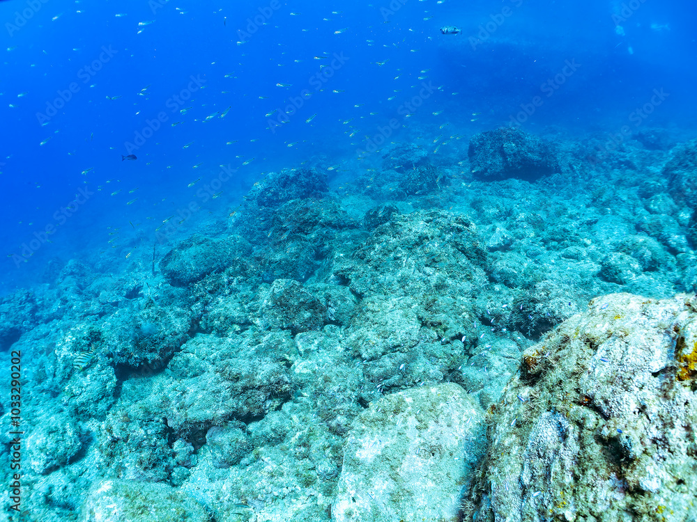 Fototapeta premium 水中洞窟にいる、美しいミナミハタンポ（ハタンポ科）、クロホシイシモチ（テンジクダイ科）他の幼魚の群れ。 英名、学名：Black-Stripe Sweeper (Pempheris schwenkii), Spotnape cardinalfish (Ostorhinchus notatus), 静岡県伊豆半島賀茂郡南伊豆町中木ヒリゾ浜-2024年 