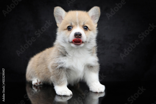 Cute small pembroke welsh corgi puppy on black background