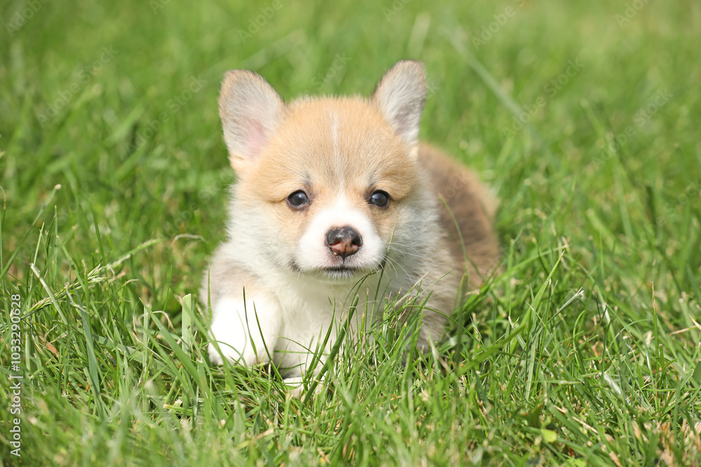 Cute small pembroke welsh corgi puppy in the grass in the garden Cute small pembroke welsh corgi puppy in the grass in the garden