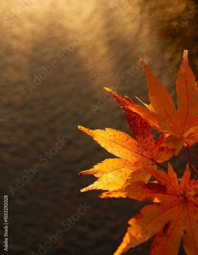 紅葉 photo