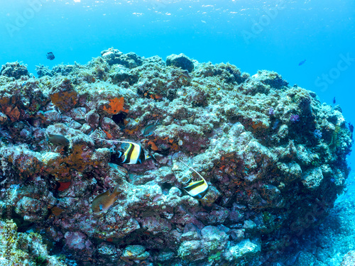 美しいツノダシ（ツノダシ科）他。 英名、学名：Moorish Idol (Zanclus cornutus) 静岡県伊豆半島賀茂郡南伊豆町中木ヒリゾ浜-2024年 