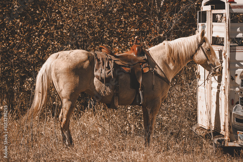 horse wearing western saddle and tack standing tied up to stock trailer in the Wyoming mountain forest in autumn