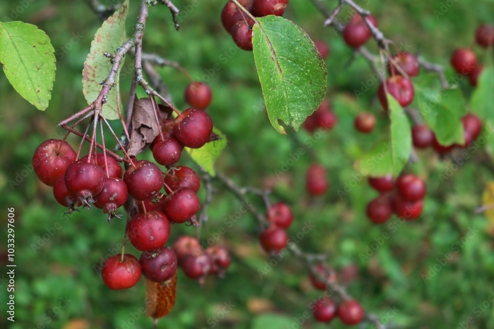 Small ornamental edible red apples on branches. Autumn background Small ornamental edible red apples on branches. Autumn background