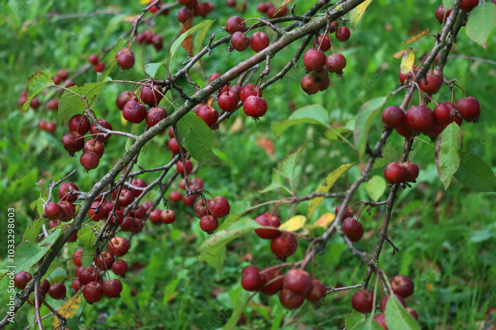 Small ornamental edible red apples on branches. Autumn background Small ornamental edible red apples on branches. Autumn background