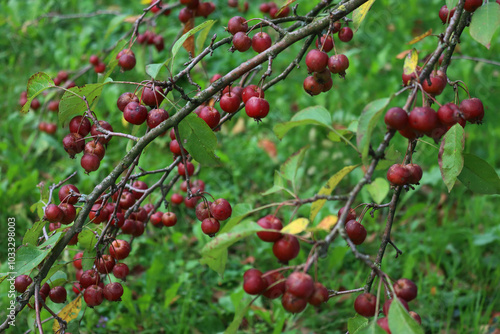 Small ornamental edible red apples on branches. Autumn background 