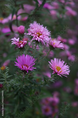 Purple Aster flowers in the garden. Aster Frikarti flowers on autumn