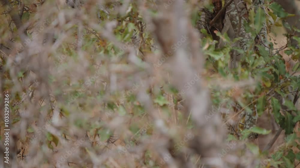 Slow-motion of common duiker grazing, Kruger National Park, South Africa, tracking follows it through brush Slow-motion of common duiker grazing, Kruger National Park, South Africa, tracking follows it through brush