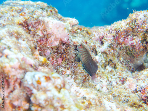 美しいテーブルサンゴと可愛いタテガミカエルウオ（イソギンポ科）の幼魚他。 英名、学名：Chestnut eyelash-blenny (Cirripectes castaneus) 静岡県伊豆半島賀茂郡南伊豆町中木ヒリゾ浜-2024年  photo