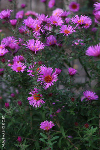 Purple Aster flowers in the garden. Aster Frikarti flowers on autumn