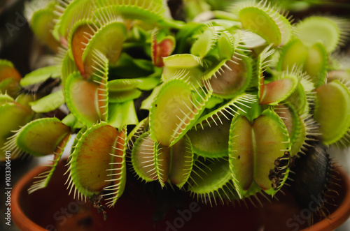 Venus flytrap Dionaea muscipula is a predatory plant from the sundew family photo