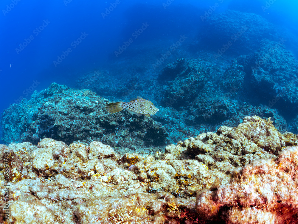 美しいソウシハギ(カワハギ科)他。
英名、学名:Scrawled filefish, Aluterus scriptus
美しいキビナゴ(ニシン科)他の大群。
英名、学名:Silver-Stripe Round Herrings (Spratelloides gracilis)
静岡県伊豆半島賀茂郡南伊豆町中木ヒリゾ浜-2024年
美しいソウシハギ(カワハギ科)他。
英名、学名:Scrawled filefish, Aluterus scriptus
美しいキビナゴ(ニシン科)他の大群。
英名、学名:Silver-Stripe Round Herrings (Spratelloides gracilis)
静岡県伊豆半島賀茂郡南伊豆町中木ヒリゾ浜-2024年